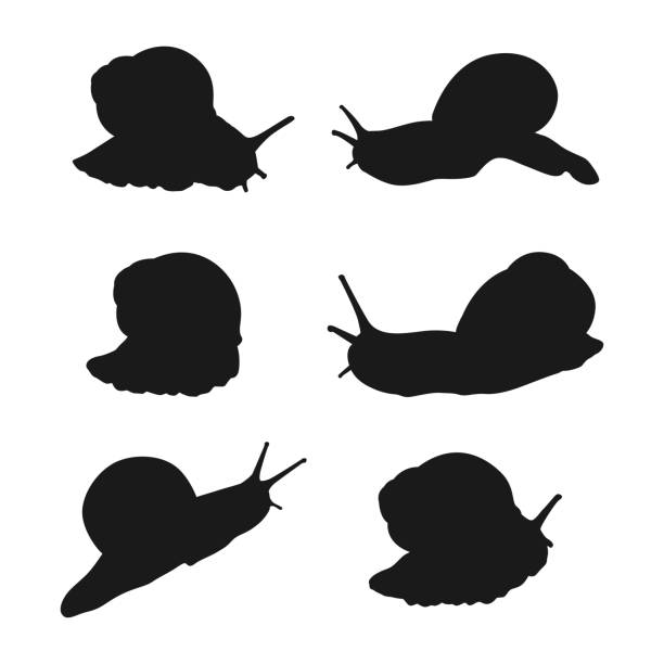 白い背景に隔離された庭のカタツムリベクトル黒いシルエット。 - snail white background isolated on white garden snail点のイラスト素材／クリップアート素材／マンガ素材／アイコン素材