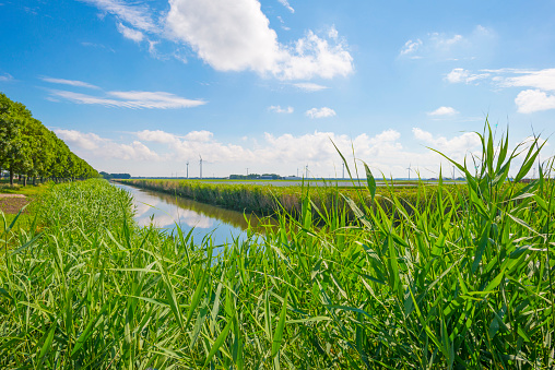 The edge of a canal with reed along an agricultural field below a blue cloudy sky in sunlight in spring, Almere, Flevoland, The Netherlands, June 13, 2020