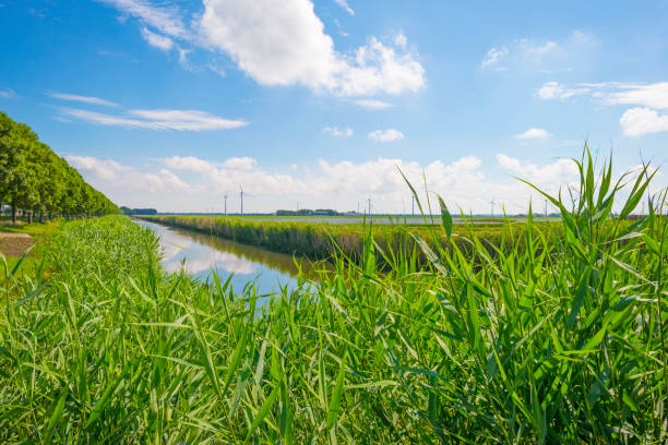 The edge of a canal with reed along an agricultural field below a blue cloudy sky in sunlight in spring The edge of a canal with reed along an agricultural field below a blue cloudy sky in sunlight in spring, Almere, Flevoland, The Netherlands, June 13, 2020 almere photos stock pictures, royalty-free photos & images