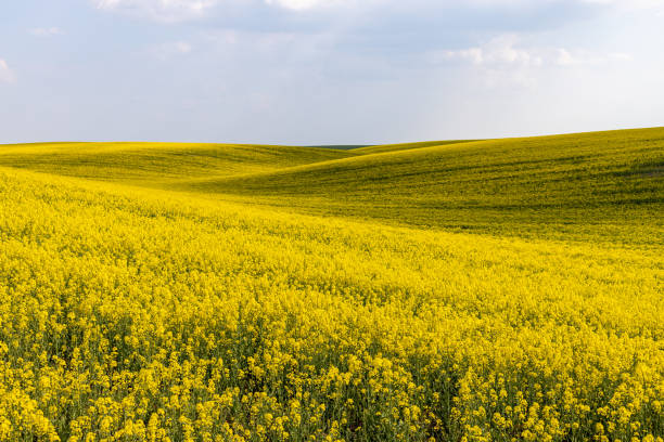 istock Rural agricultural fields landscape during early spring with a canola rapeseed field in blossom. 1249781278