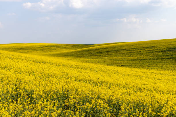 istock Rural agricultural fields landscape during early spring with a canola rapeseed field in blossom. 1249781304