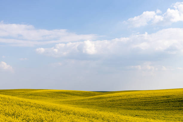 istock Rural agricultural fields landscape during early spring with a canola rapeseed field in blossom. 1249781311