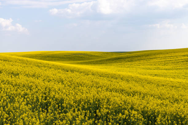istock Rural agricultural fields landscape during early spring with a canola rapeseed field in blossom. 1249781328