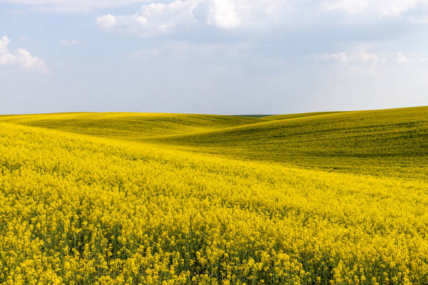 istock Rural agricultural fields landscape during early spring with a canola rapeseed field in blossom. 1249781333