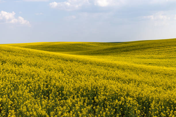 istock Rural agricultural fields landscape during early spring with a canola rapeseed field in blossom. 1249781391