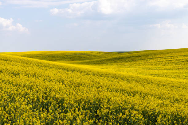 istock Rural agricultural fields landscape during early spring with a canola rapeseed field in blossom. 1249781405