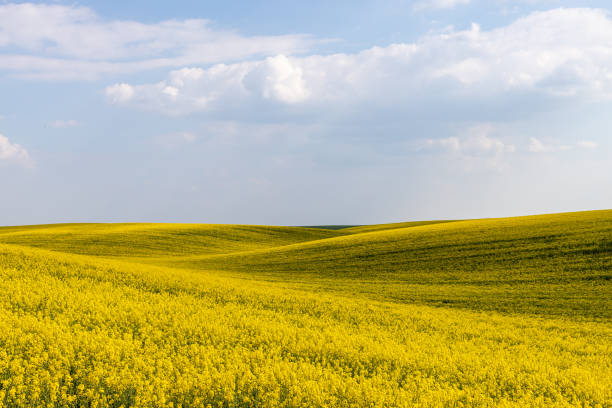 istock Rural agricultural fields landscape during early spring with a canola rapeseed field in blossom. 1249781407