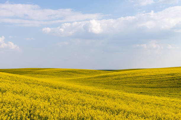 istock Rural agricultural fields landscape during early spring with a canola rapeseed field in blossom. 1249781420