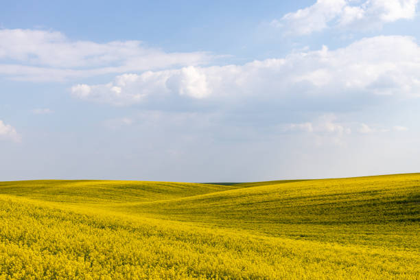 istock Rural agricultural fields landscape during early spring with a canola rapeseed field in blossom. 1249781457