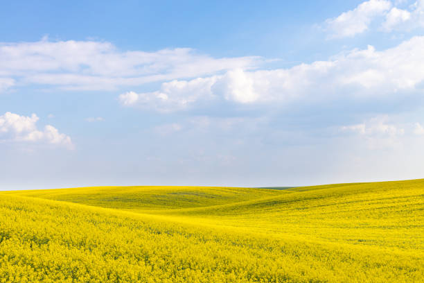 paesaggio dei campi agricoli rurali durante l'inizio della primavera con un campo di colza di canola in fiore. - canola flower foto e immagini stock