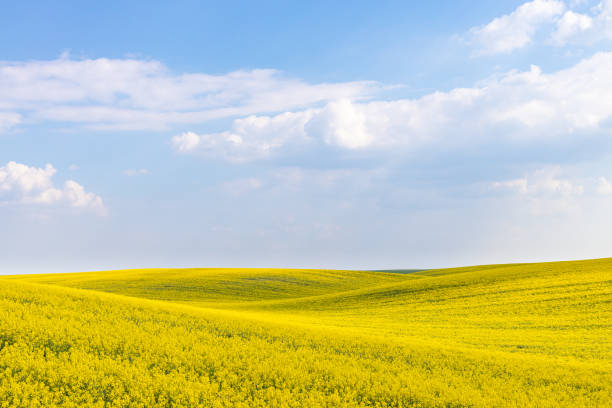 wiejski krajobraz pól rolnych wczesną wiosną z rzepakiem w rozkwicie. - canola flower zdjęcia i obrazy z banku zdjęć