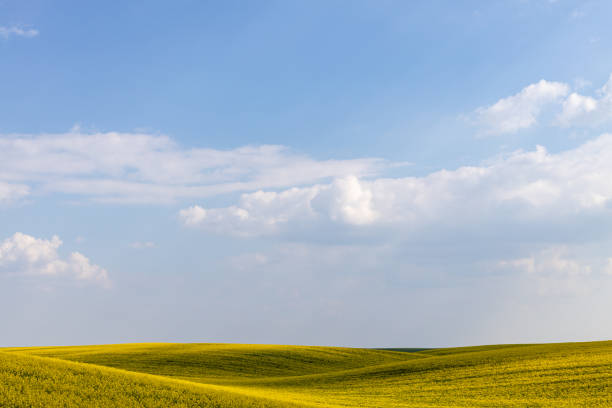 istock Rural agricultural fields landscape during early spring with a canola rapeseed field in blossom. 1249781473