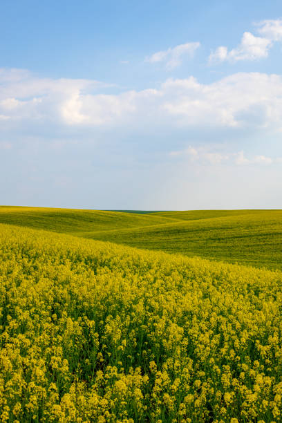 istock Rural agricultural fields landscape during early spring with a canola rapeseed field in blossom. 1249781481