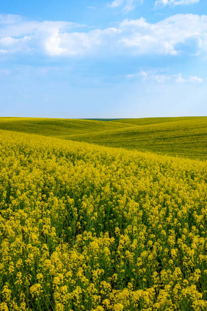 istock Rural agricultural fields landscape during early spring with a canola rapeseed field in blossom. 1249781533