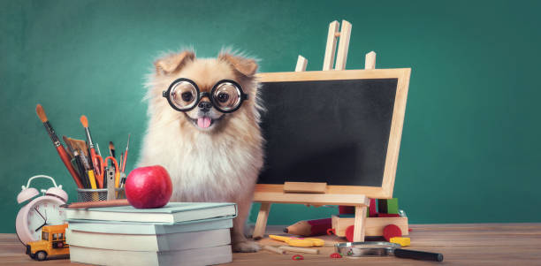 教育、かわいい子犬ポメラニアン混合品種北京犬と学校のコンセプトに戻ります - blackboard apple learning education ストックフォトと画像