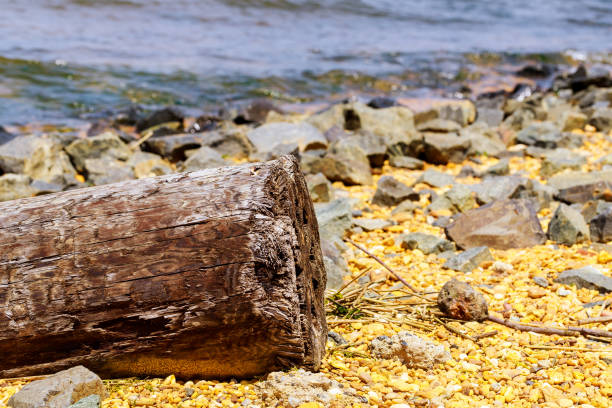 istock Wood log washed up on sand of seaside. 1249783228