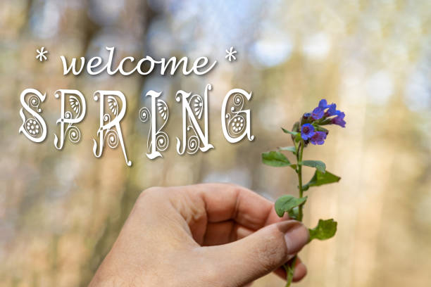 Old person hand holding a first early springtime forest flower in the woods with inscription text Welcome Spring stock photo
