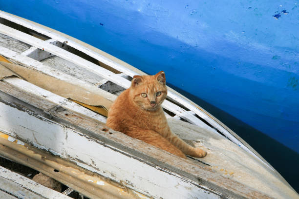 Stray cat sitting on fishing boats in the Corniche, the promenade along the Mediterranean coast, in Beirut, Lebanon.