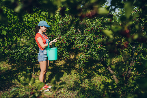 Young beautiful caucasian woman harvest sour cherry fruit.
