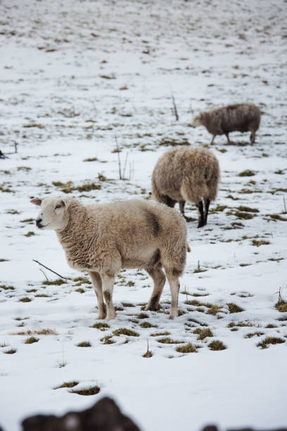 istock Image of three sheep in the snow 1249787703