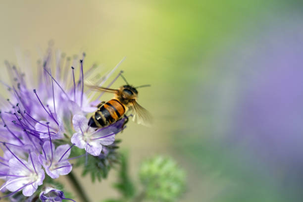 istock Close-up of Lacy Phacelia with a bee 1249787722