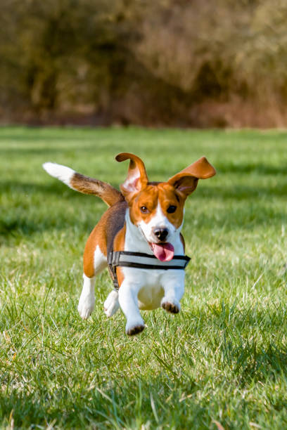 istock Young beagle running outside on a grassy field in Germany. 1249787788
