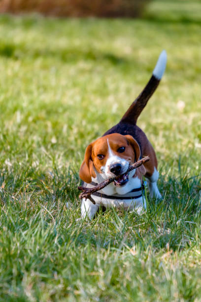 istock Young beagle running outside on a grassy field in Germany. 1249787921