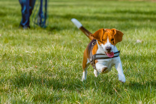 istock Young beagle running outside on a grassy field in Germany. 1249787970