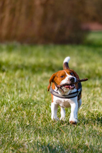 istock Young beagle running outside on a grassy field in Germany. 1249788850
