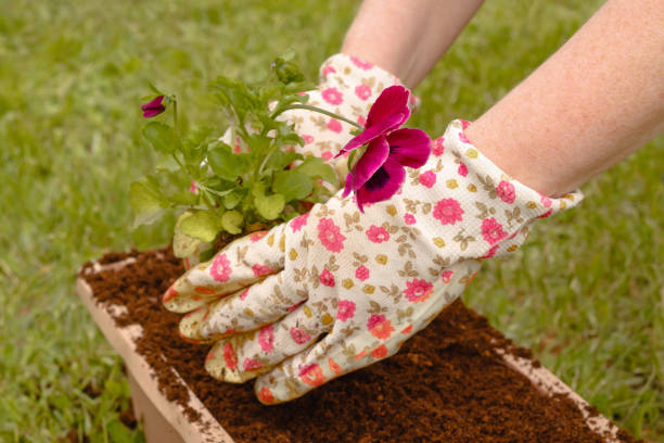 Close up of woman planting flowers in rectangular planter
