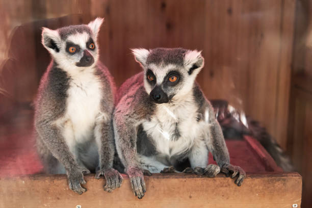 istock two Madagascar cats are sitting in a warm paddock under a warming red lamp and looking in different directions 1249792672