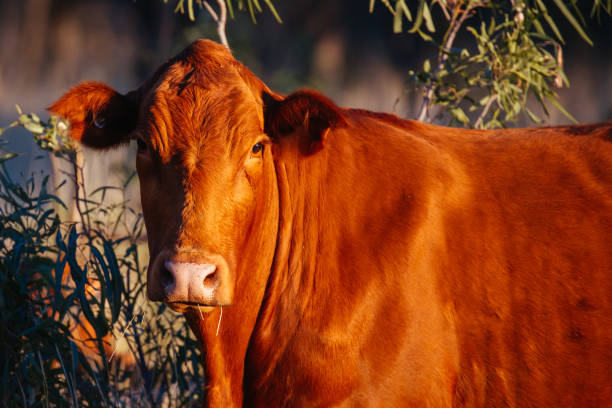 オーストラリアのアウトバックで牛を放牧する - cattle station ストックフォトと画像