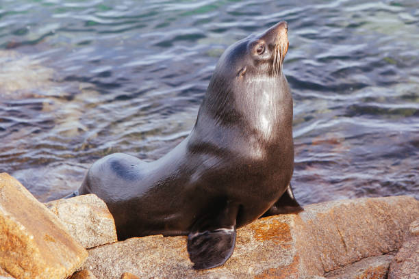 istock Seal in Narooma Inlet Australia 1249794338