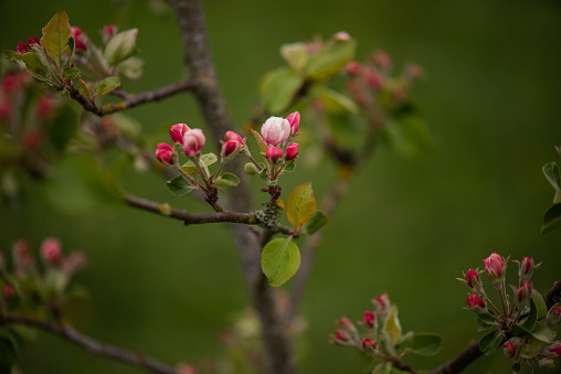 Cherry blossom tree in spring in Maramures county, Romania