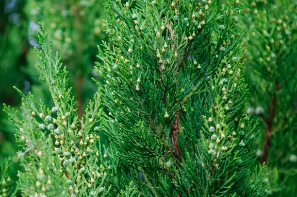 branch tip of Red Cedar tree, also called Eastern Redcedar, Virginian Juniper or Pencil Cedar, latin name Juniperus Virginiana.