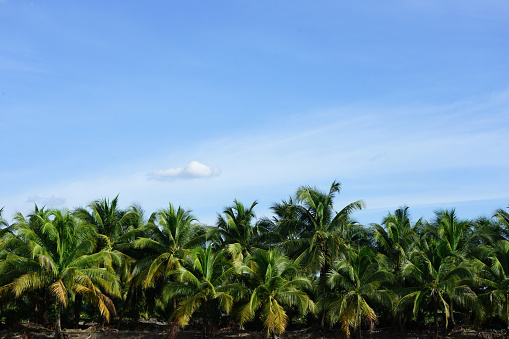 Landscape coconut palm tree at Thailand garden with blue sky background