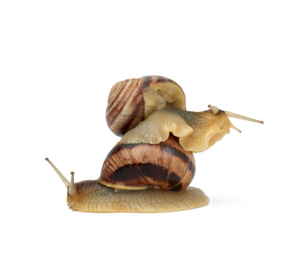 istock two brown snails are isolated on a white background 1249795605