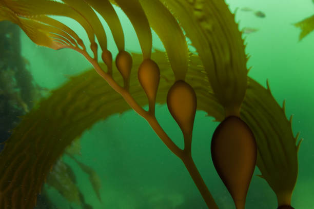 istock Giant Kelp in California 1249795685