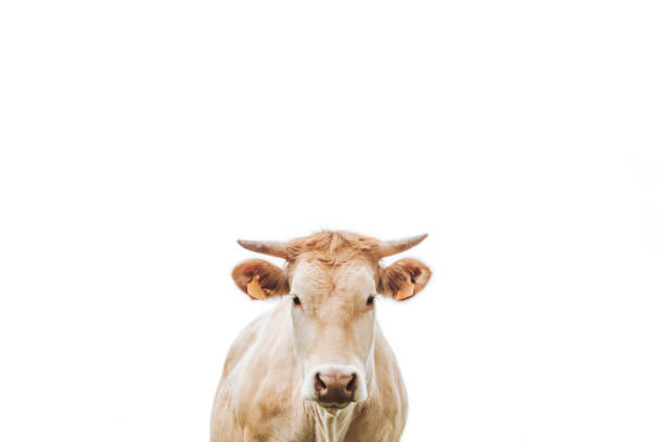 istock brown cow with horn on a white background 1249796214