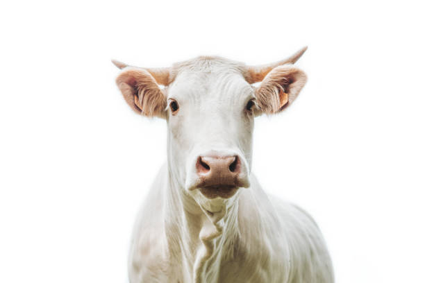 istock white cow with horn on a white background 1249796235