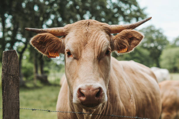istock brown cow with horn in a field 1249796342
