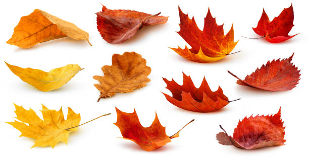 Isolated autumn leaves on the ground Isolated leaves. Collection of multicolored fallen autumn leaves isolated on white background maple leaf photos stock pictures, royalty-free photos & images
