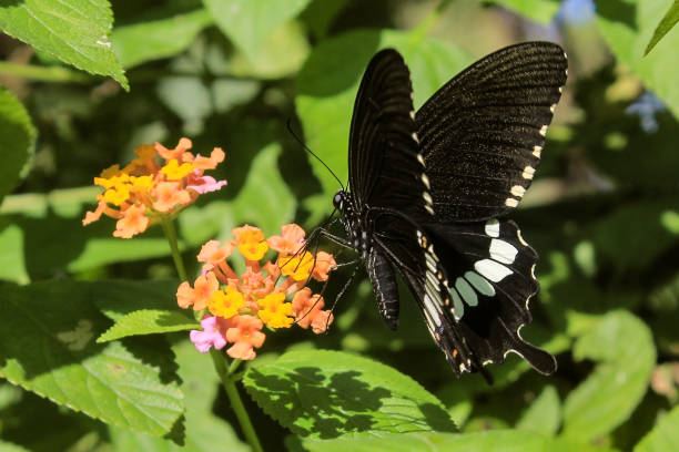 istock Common Mormon Butterfly on a flower 1249796860