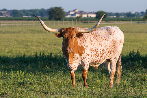 Brahorn Longhorn on Texas ranch.