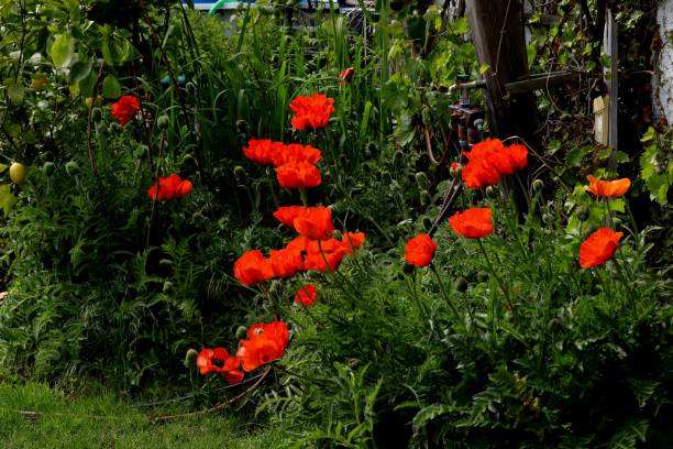 istock Red poppy flower, Papaver Orientale 1249797616
