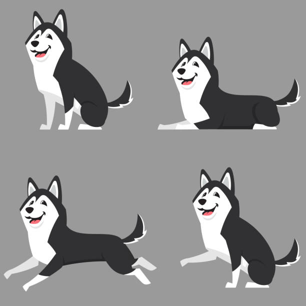 Siberian husky in different poses. Siberian husky in different poses. Beautiful dog in cartoon style. siberian husky stock illustrations