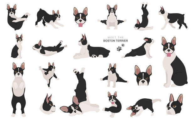 Boston terrier clipart. Dog healthy silhouette and yoga poses set. Boston terrier clipart. Dog healthy silhouette and yoga poses set.  Vector illustration gym clipart stock illustrations
