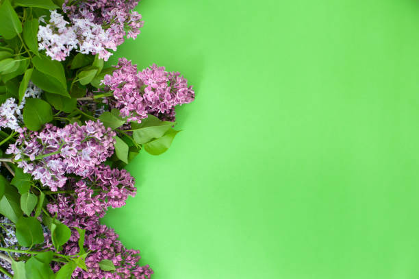 istock Lilac on a green background. Free space. 1249799337