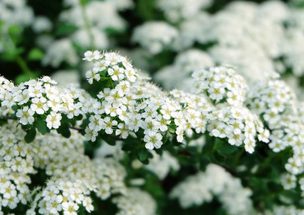 istock Flowering branch of decorative spirea shrub 1249799541
