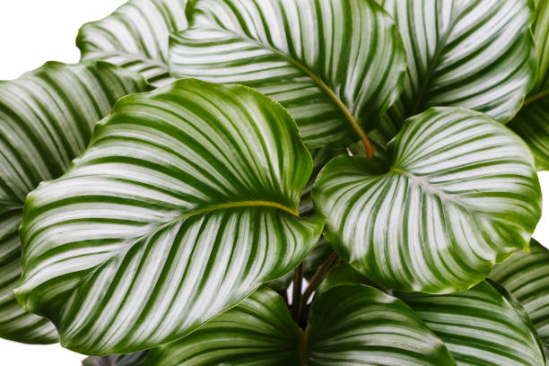 Calathea Orbifolia plant Calathea Orbifolia close up, tropical houseplant room decor calathea photos stock pictures, royalty-free photos & images